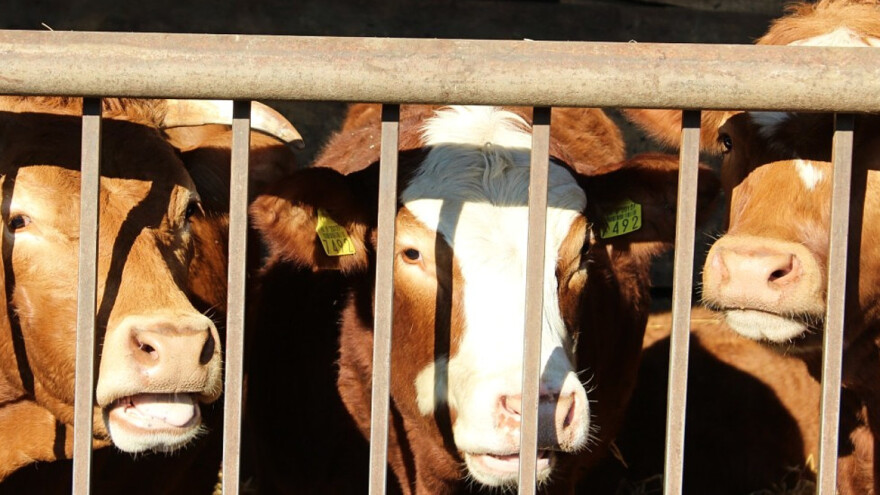 Raste interes za nabavku teladi, junad - 3,2 evra po kilogramu?