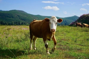 Uredba o otkupu junadi nepovoljna - novo rešenje na sednici Vlade