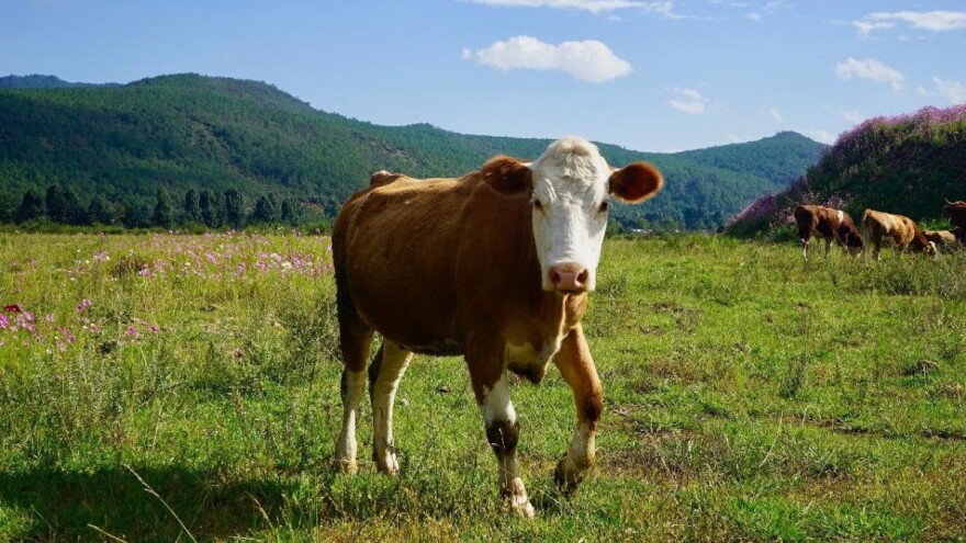 Uredba o otkupu junadi nepovoljna - novo rešenje na sednici Vlade