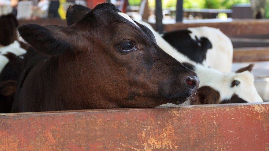 Produžen rok za otkup junadi do 20. novembra