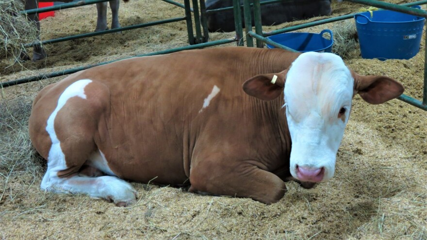 Za svako june dodatna premija od 20.000 dinara - otkupna cena 2,15 evra