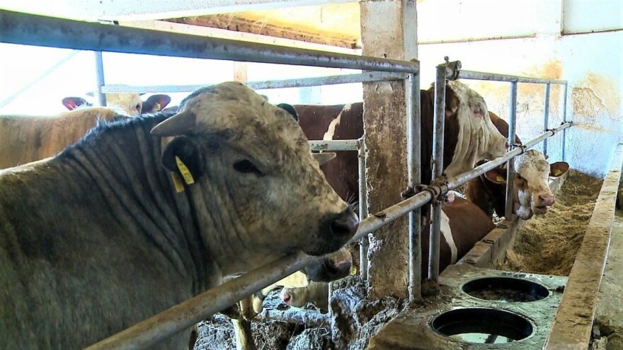 U planu unaprjeđenje lokalne proizvodnje mlijeka i prerade drveta?