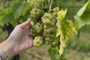 Vinogradi na sjeverozapadu: Za jedne katastrofalna, za druge fenomenalna godina