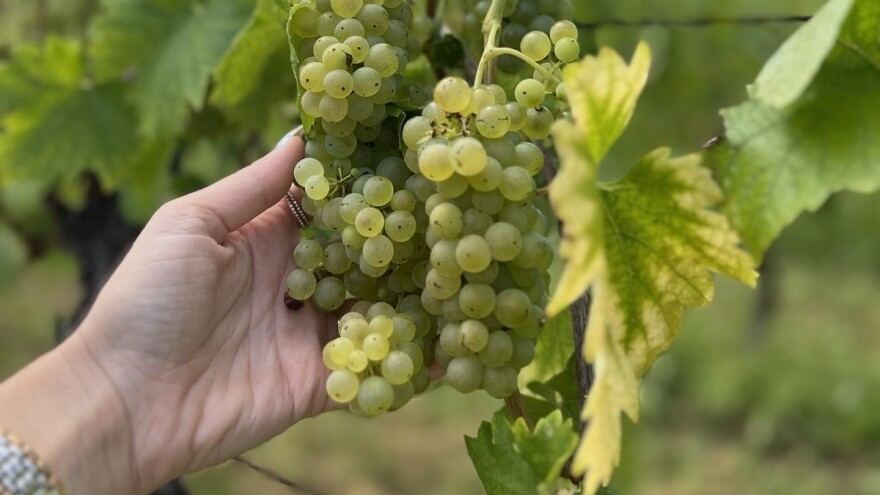 Vinogradi na sjeverozapadu: Za jedne katastrofalna, za druge fenomenalna godina