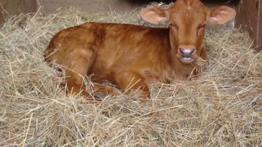 Završio uvoz junica iz Kanade