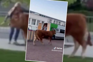 Na sajmu pobjegla junica - hvatali ju sat vremena
