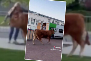 Na sajmu pobjegla junica - hvatali ju sat vremena