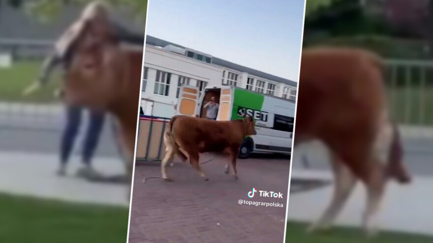 Na sajmu pobegla junica - hvatali je sat vremena