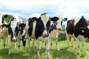 37-godišnjaku prodao tri junice pasmine Holstein za 11.000 kuna, novce još nije vidio
