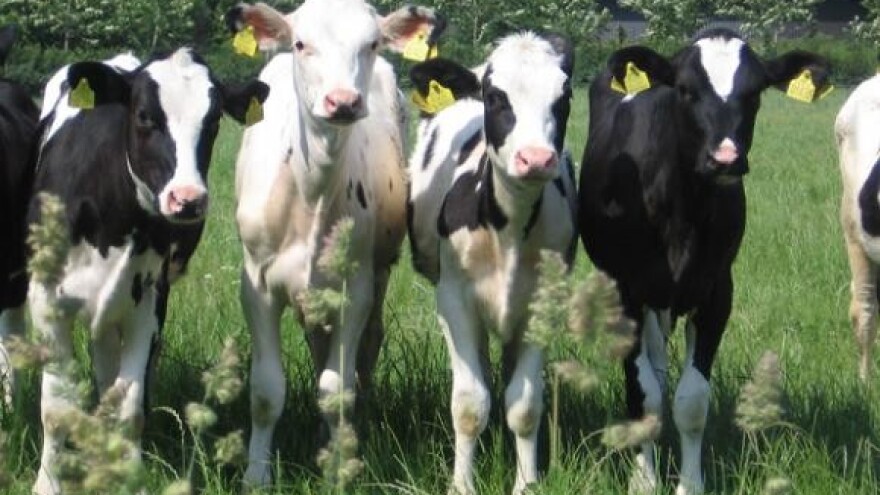 Natječaj za sufinanciranje otkupa utovljene junadi