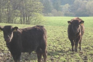 Uzgoj angusa u Gundincima