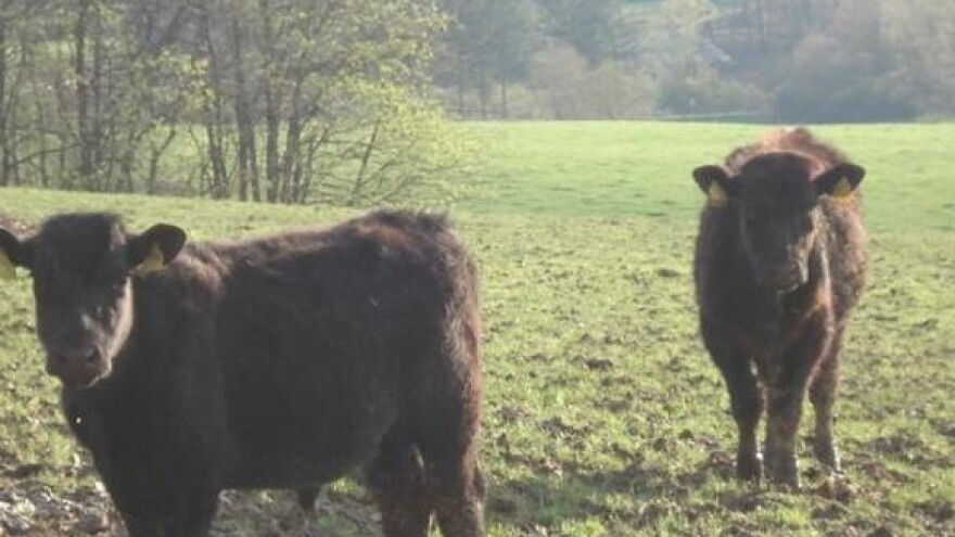 Uzgoj angusa u Gundincima