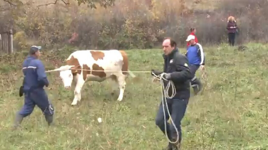 Isporučeno 12 visokosteonih junica