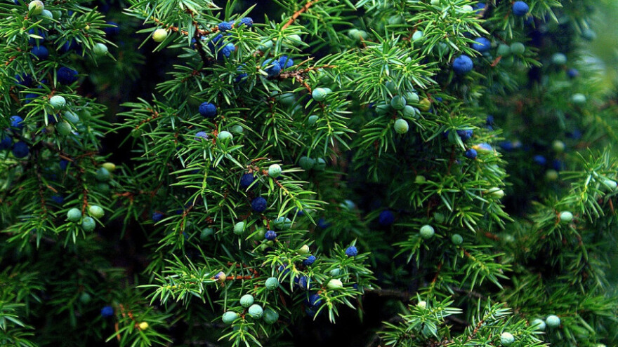 Borovica - otporni ljekoviti grm koji odbija kukce