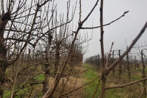 Najavljena rosulja neće bitnije uticati na radove na otvorenom