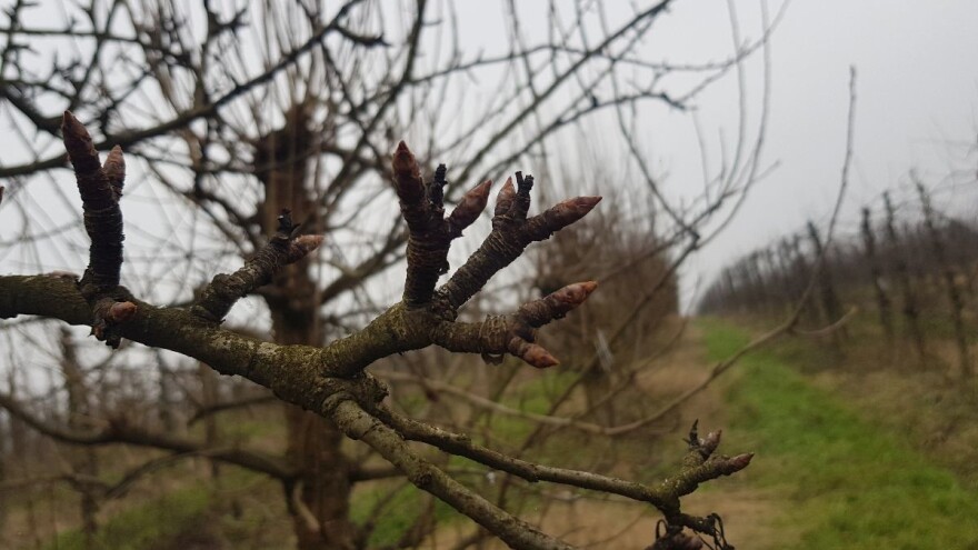 Mane i prednosti lipanjske ljepotice, pomalo zaboravljene sorte kruške