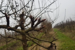 Usljed neznanja i spore berbe, stabla nekih sorti iskrčena - opravdano ili ne?