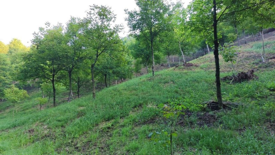 Gdje su i zašto ne rađaju hrvatski orasi?