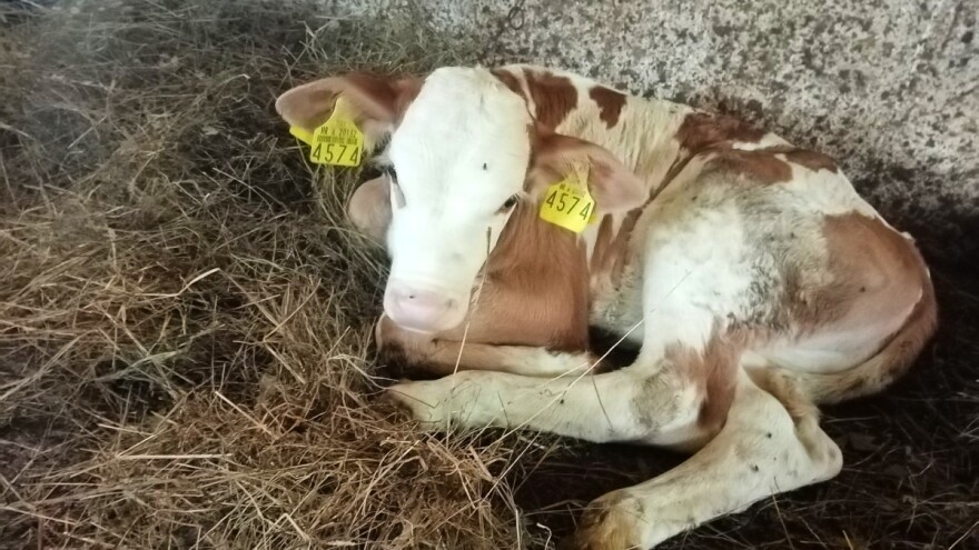 Baku smo poslali u Zagreb, imamo i mi gdje otići, ali ne želimo - tu nam je sve