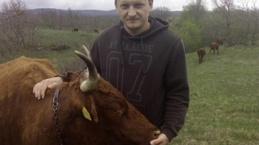 Ovčarstvo zamijenio isplativijim govedima