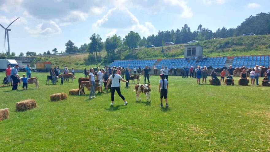 Smotra u Lici: Predstavljeni rasni, gizdavi i snažni konji, ali i telad