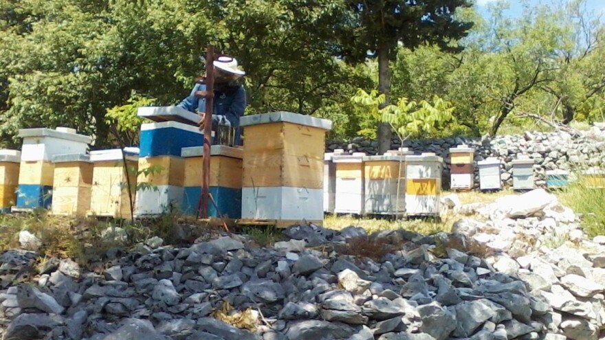 Unatoč svim izazovima, kaštelanska obitelj Jurić ne odustaje od ljubavi prema pčelarstvu