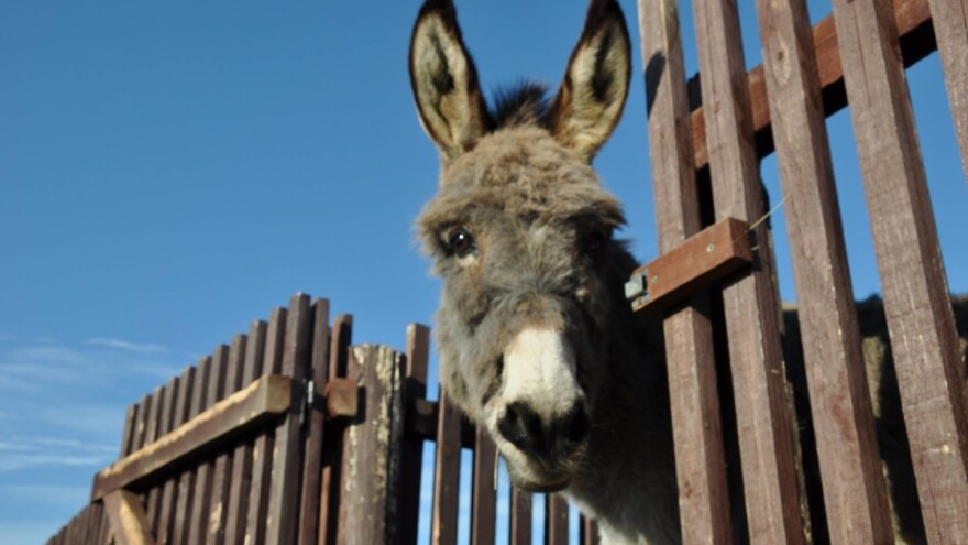 Jurišići iz Johove Bare imaju farmu magaraca, ponija i koza, posjećuju ih turisti, a planiraju izgraditi i golf terene