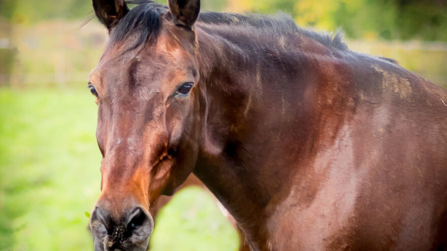 Ostavili ga u blatu, a do tada zarađivao 300.000 dolara