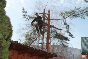 I u osmoj deceniji obara stabla i zavodi red u šumi