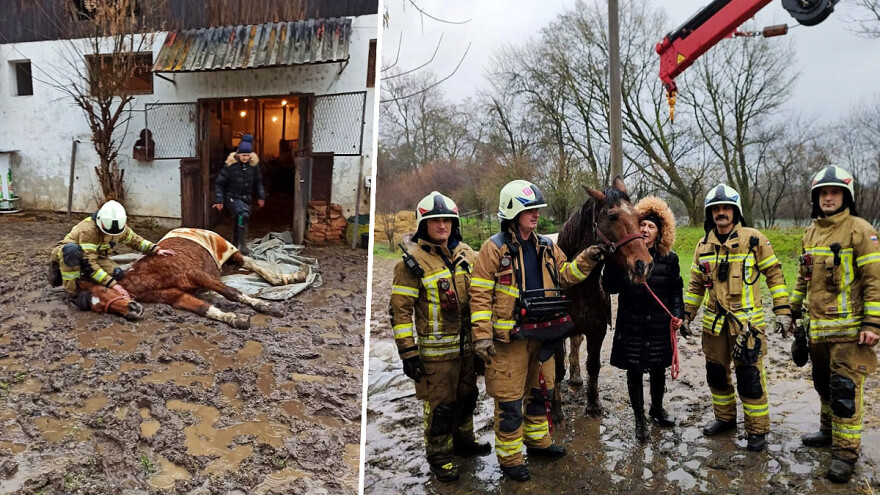 Vatrogasci pomogli kobili Gipsy da ustane