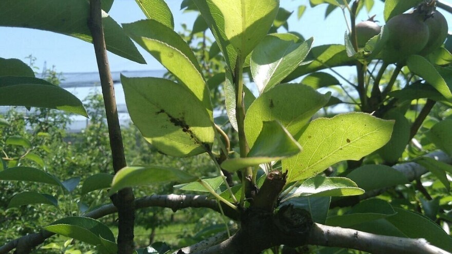 Suzbijte kruškinu buvu bez insekticida - sirćetom, sodom, glinom