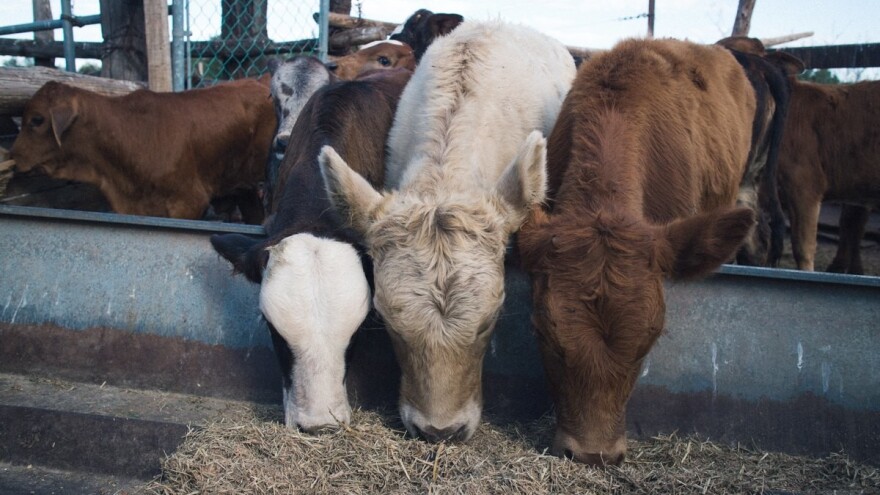 Muzna grla: Sjenaža graška i žitarica - kvalitetno kabasto krmivo