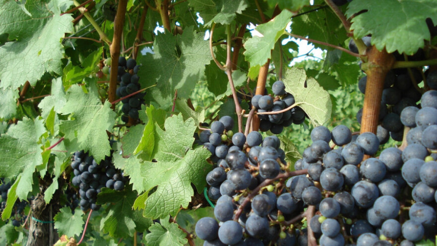 Dionis - otporan na gljivična oboljenja