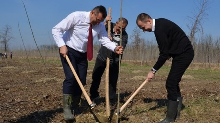 200 sadnica topole za Kaćku šumu