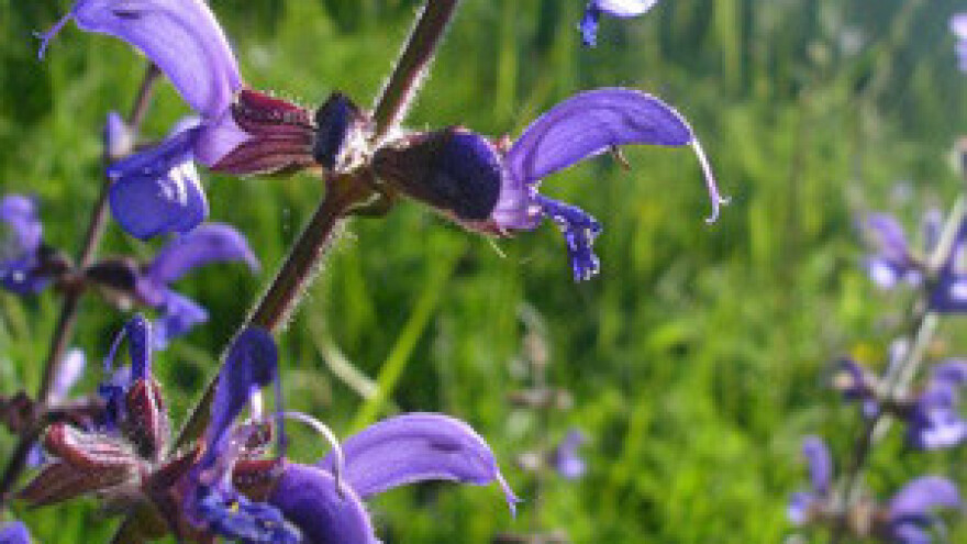 Festival divljeg cvijeća uskoro i u Starom Gradu