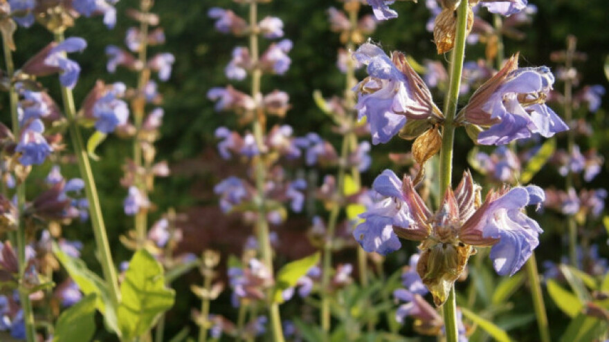 Osvežite se uz sok od žalfije