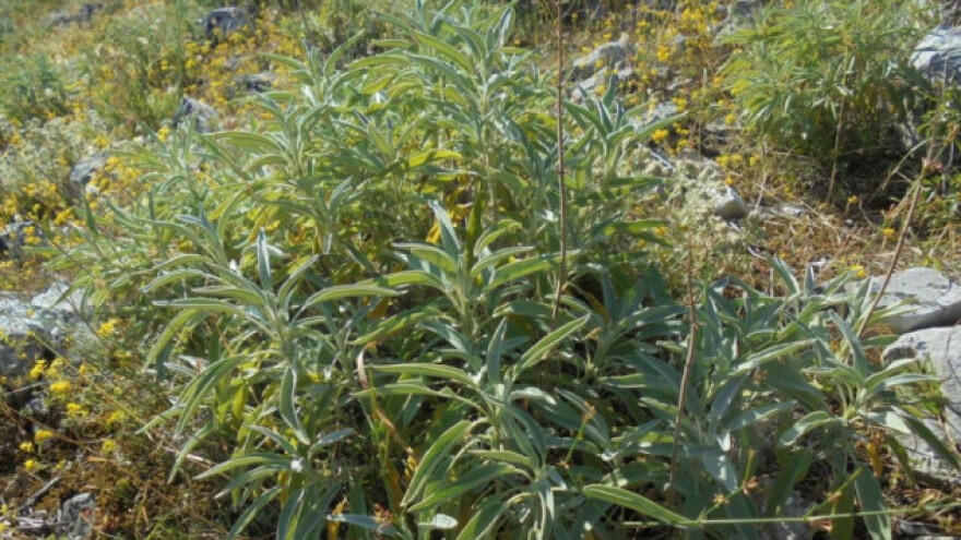 Ovce i koze "vratile" kadulju u imotski krš