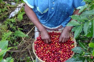 Manje kafe ove godine? Najveće zemlje proizvođači u velikim problemima