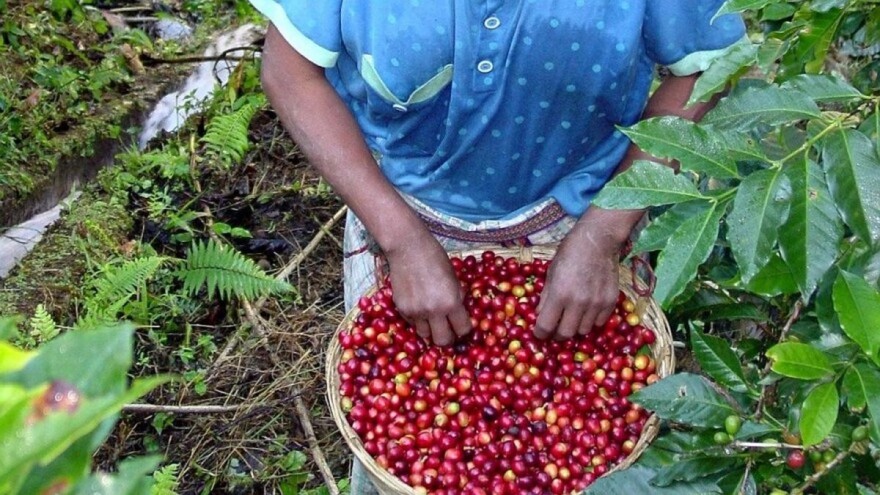 Manje kafe ove godine? Najveće zemlje proizvođači u velikim problemima