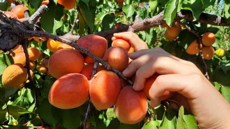 Svježa, džem ili kao kajsijevača? Zašto marelicu zovu "sretno drvo"?