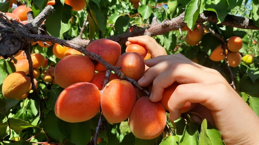 Kečkemetska ruža - najzahvalnija sorta kajsije, ali je voćari "rade za nulu"