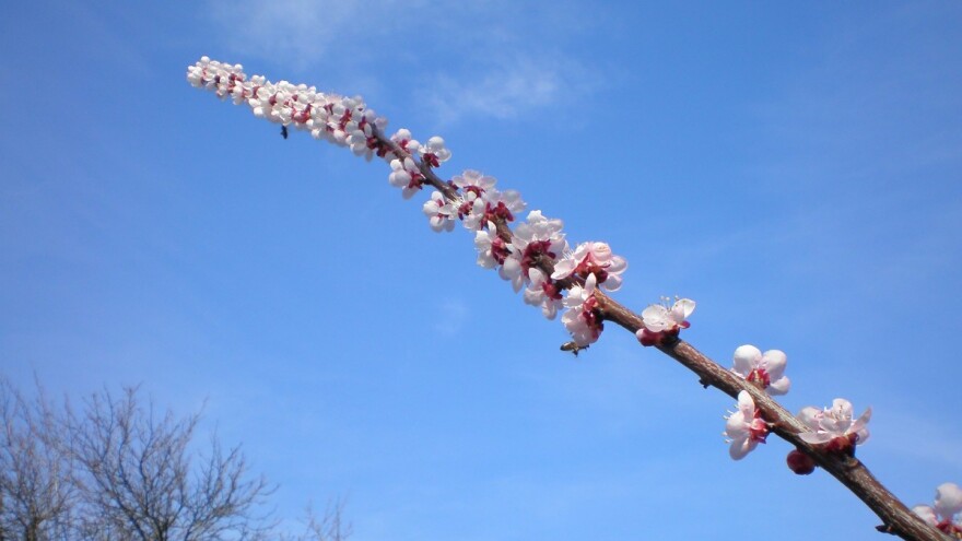 Vegetacija krenula kod ranih sorti koštičavog voća