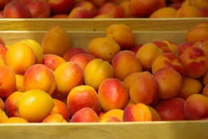Miokovci: Otkupna cena kajsije još nije određena