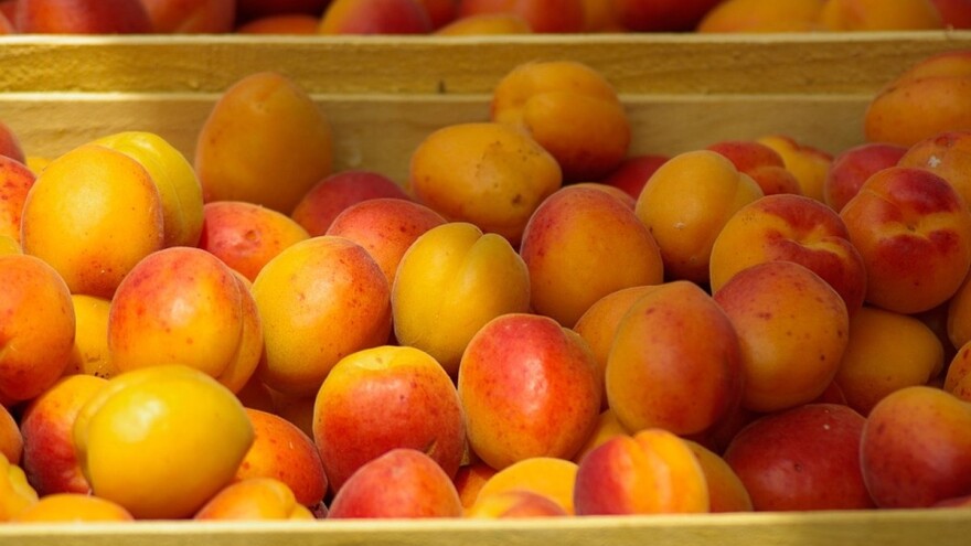 Miokovci: Otkupna cena kajsije još nije određena