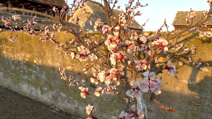 Pad temperature ugrozio rane sorte kajsije - rešenje antifrost sistem?