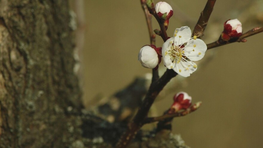 Koji faktori utiču na prijevremeno sušenje stabla kajsije?