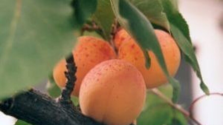 Zaštitite nasade breskve, nektarine i marelice