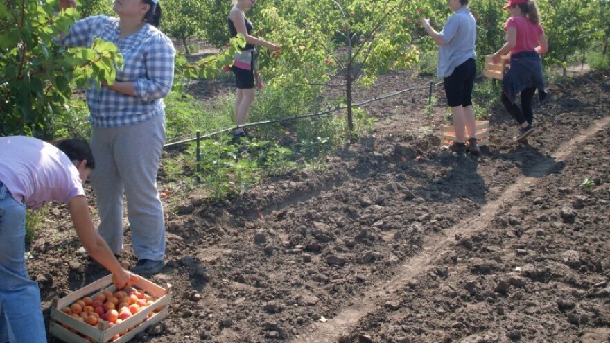 Žedni voćnjaci u srednjem Banatu