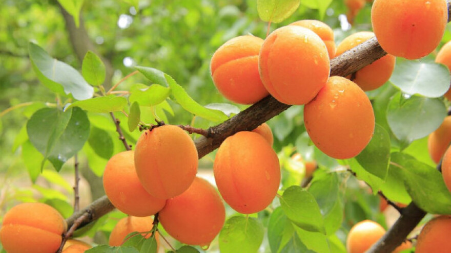 Kajsije odolele mrazevima i odlično rodile