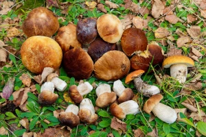 Podsticaji za uzgoj prepelica, riba, gljiva i konja